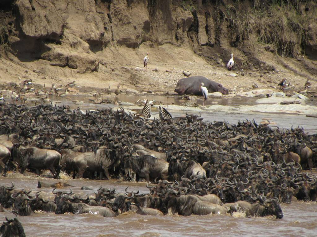 La migration des gnous au Serengeti, un spectacle unique au monde